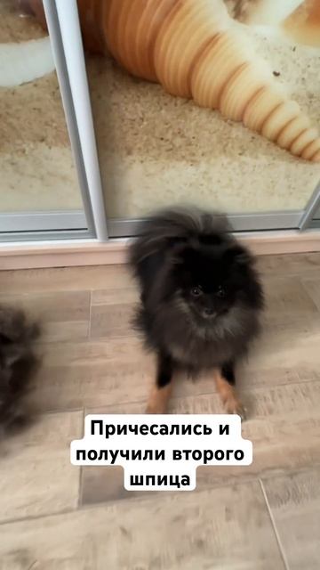 Как собрать вторую собаку #шпиц #собака #жизнь