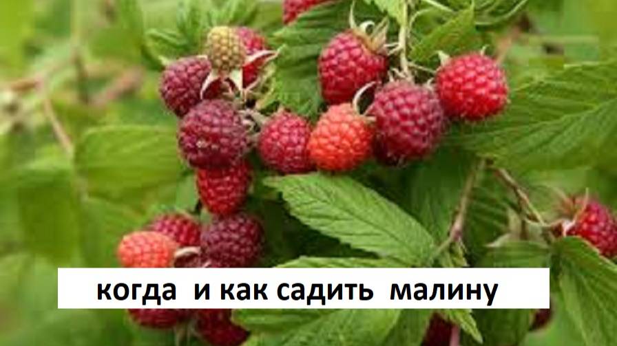 МАЛИНА ЛУЧШЕЕ ВРЕМЯ ДЛЯ ПОСАДКИ МАЛИНЫ. КАК ВЫБРАТЬ САЖЕНЦЫ МАЛИНЫ.