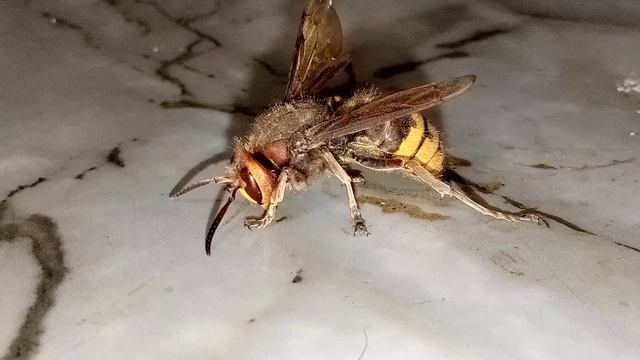 Кто знает,что за зверь?.