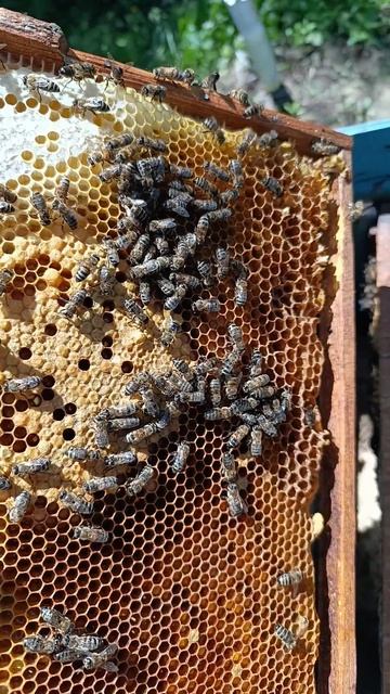 Проверили состояние слабой пчелы 🐝.