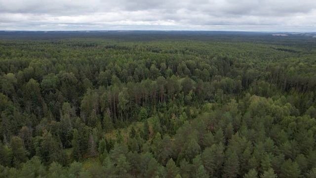 Лес DJI 0043