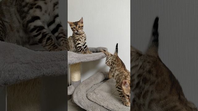 Бенгальские котята