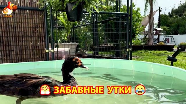 Забавные утки мускусные и пекинские на свободном выгуле ч.(20) ❣️🤗😂