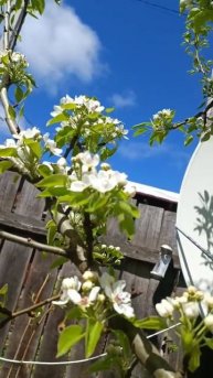 Груша цветет