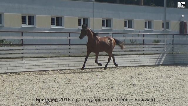 Бригадир 2016 г.р. гнедой орловский жеребец (Пеон – Бригада)