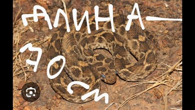 Топ 10 самых ядовитых змей в мире (в новой версии)