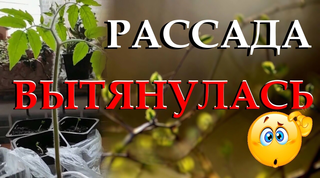 Разберемся, что делать, если рассада слишком вытянулась. Как правильно подкормить растения, чтобы...