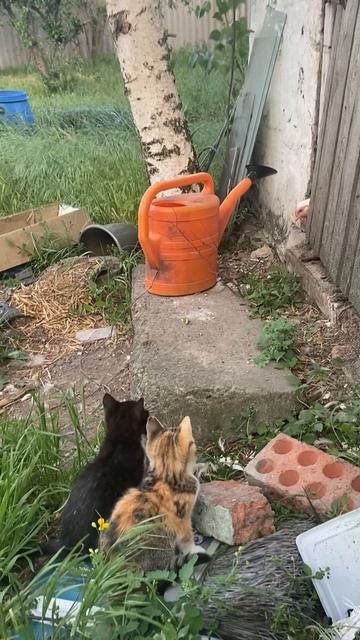 Кто это? Что это? Как это?