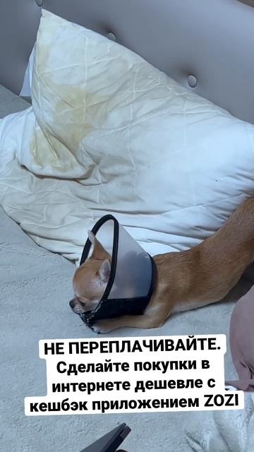 Собачка притворяется памятником чтоб не наказали. #чихуахуа #щенок #шпиц
