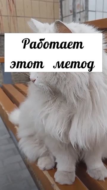 #котики #кошка #киса #домашниеживотные #кошки #пес #собакадругчеловека #собака #собаки #щенок #мимим