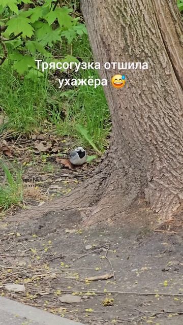Трясогузка отшила ухажёра 😅