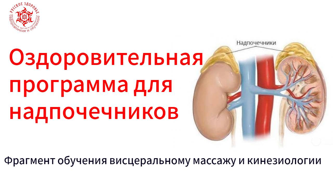 Оздоровительная программа для надпочечников. Фрагмент обучения