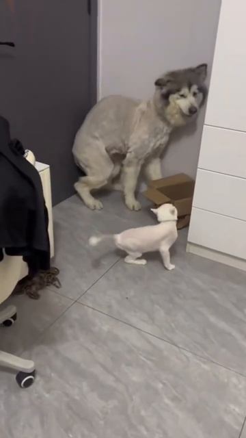 Cat vs. Dog_ The Ultimate Showdown! 🐱🐶💥