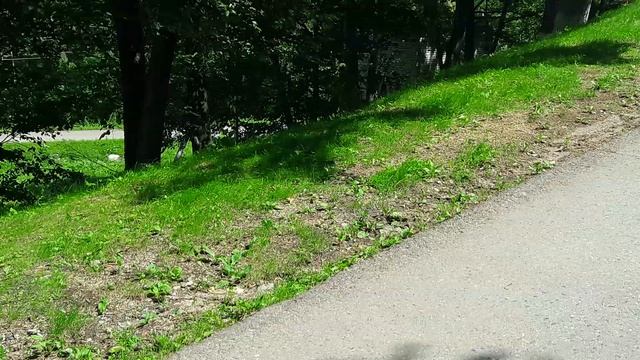 Змея в Чистоводном