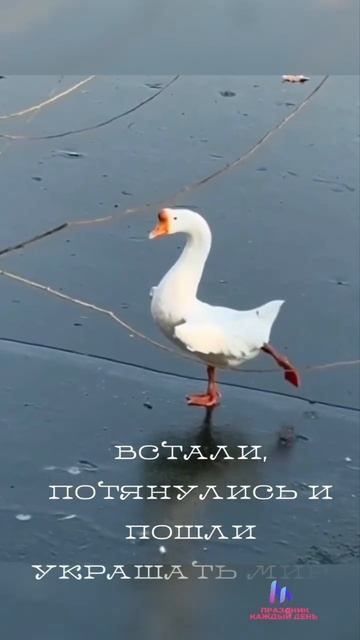 Встали, потянулись со скрипом  и вперед