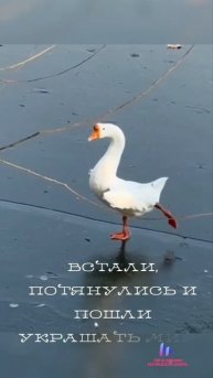 Встали, потянулись со скрипом и вперед