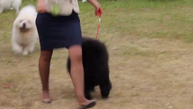 сравнение на  лучшего  кобеля