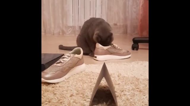 ВЕСЕЛОЕ ВИДЕО ПРО КОТА. кот и тапки