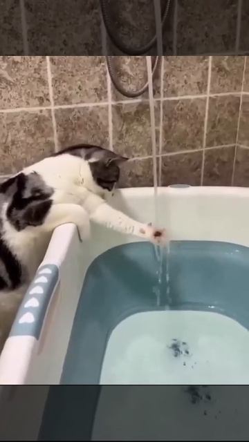 Котик изучает состав воды 💧🐈🤩