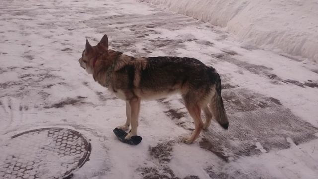 Дай перчатку