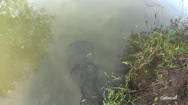 Бешеный клёв рыбы на донки в чертах города Новосибирск. Поймал Голавля и Лещей