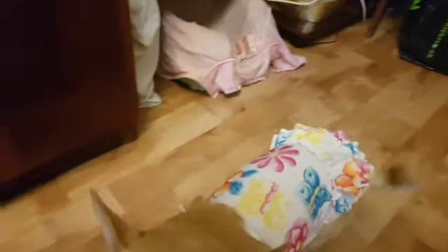 Чихуахуа в купальнике...