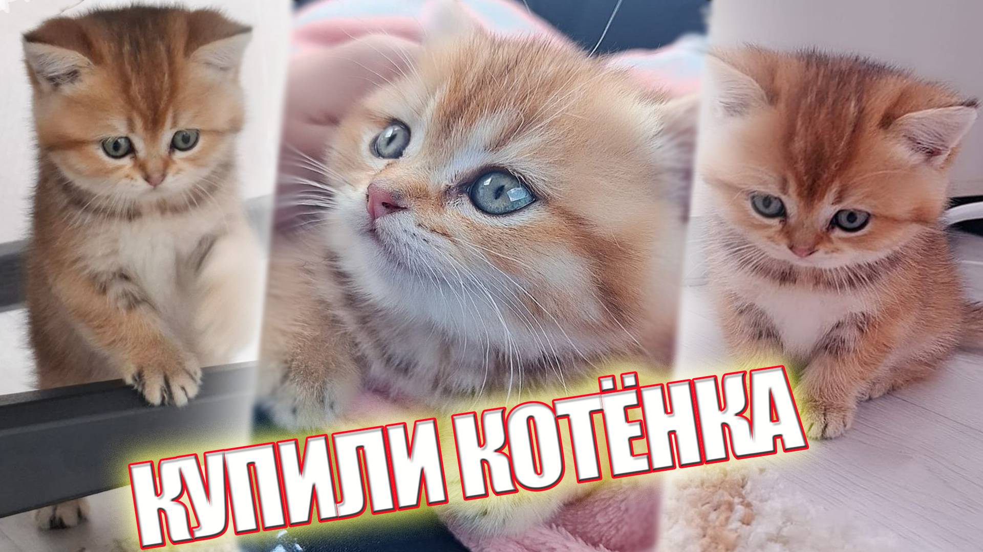 КУПИЛИ КОТЁНКА