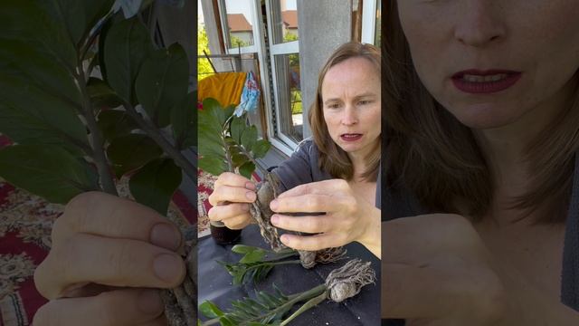Итоги эксперимента с грунтом для замиокулькаса