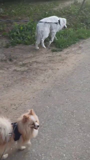 #trending #trend #love #reels #топ #top #sweet #dogs #dog #шпиц #собака #собаки #животные #вау #вол