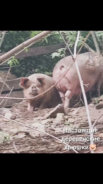 Хрюшки.mp4