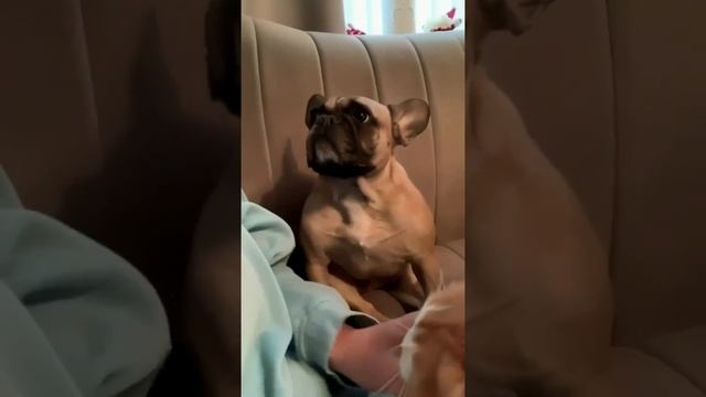 Ну, хозяин... А как же я - твой любимчик?