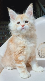 Saimon Mos Lakshestar котенок мейн кун 1 месяц 27 дней.