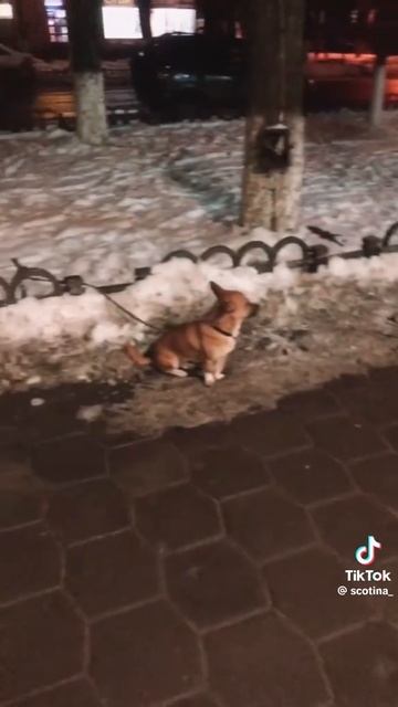 ... бедные собаки