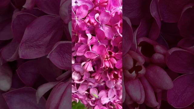 17-05-2025 Весенняя красота 17 Мая