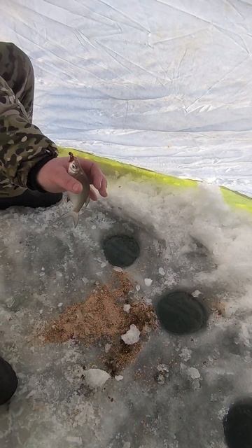 Рабалка лампочка омск