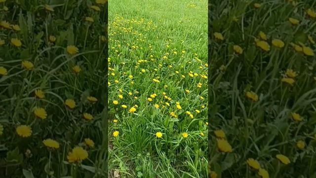 Золото одуванчиков.