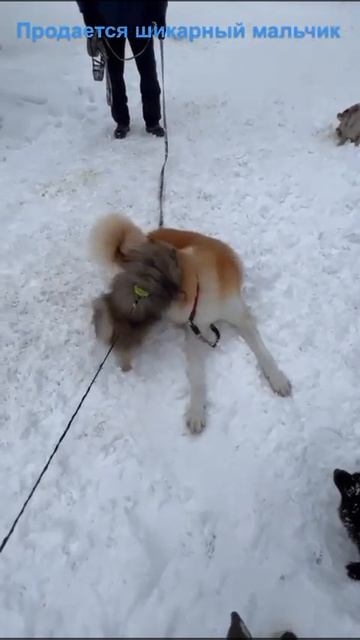 С новым годом дорогие друзья !