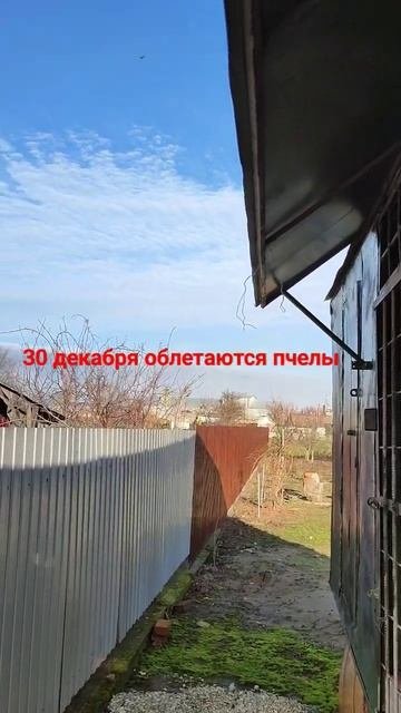 Краснодарский край. Кубань. 30 декабря облетаются пчелы.😁😃