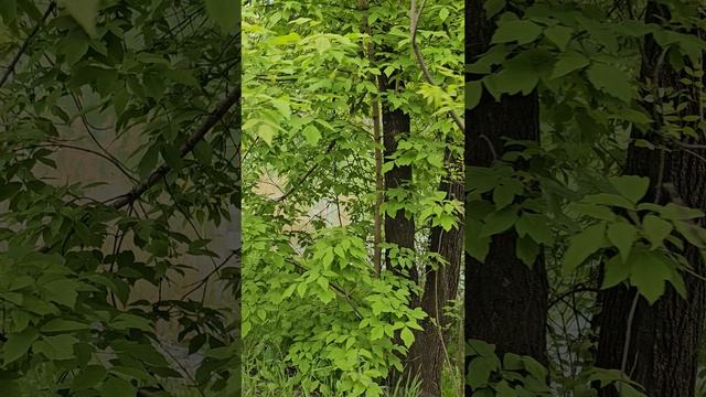 "Храбрая мама-утка: Спасение утят от крысы и урок смелости"