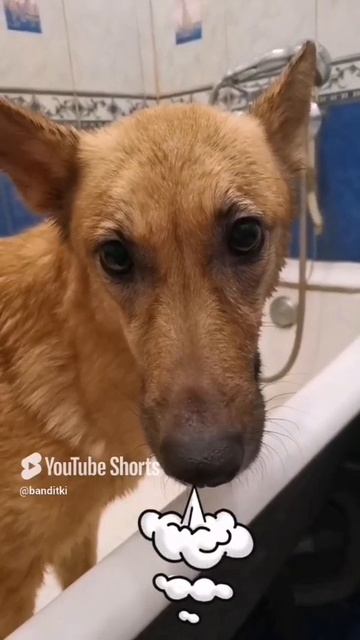 Банный день🚿😄