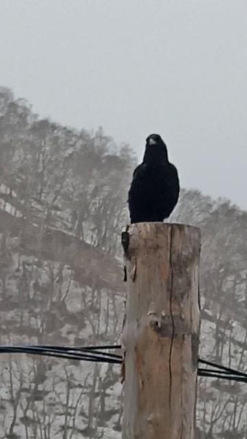 Редкий гость за окном🐦♥🐦♥🐦♥🌁Kamchatka🌁