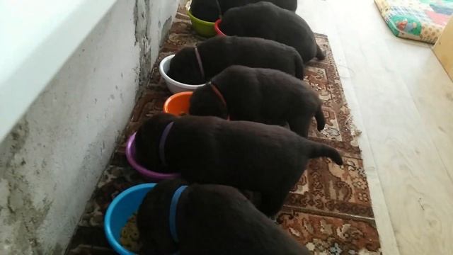 Кормление щенков шоколадного лабрадора. Feeding chocolate Labrador puppies