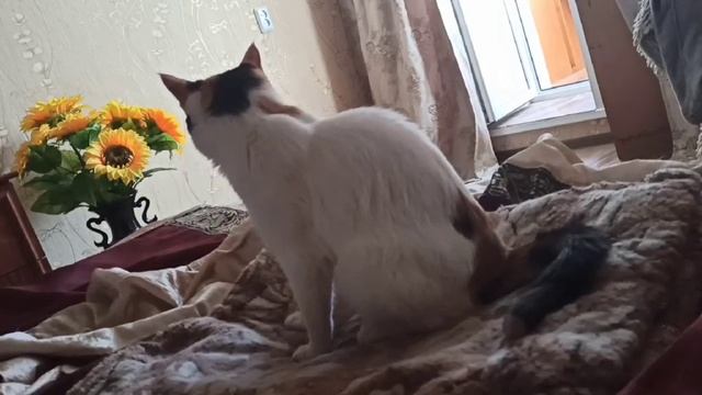 Россия.Сибирь. Ангарск. 18.05.2025г. 🥰🥰🥰 Они для нас СТРАНИЦА В ЖИЗНИ, а мы для них  ВСЯ ЖИЗНЬ!