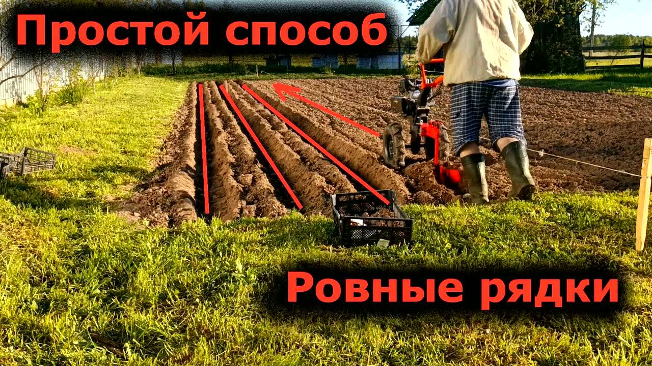 Огород — сажаю картошку проверенным способом: советы и рекомендации