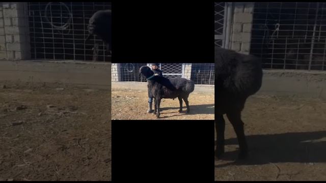 АХИЛЕС И КЕНЖАЛ кошкарлар багалап жериниздер