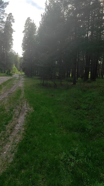 Весенний майский лес