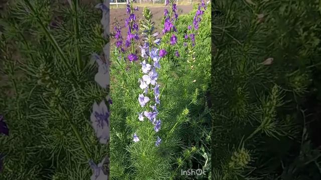 Доброй, благословенной субботы!💞