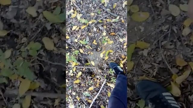 чешские горы и лес