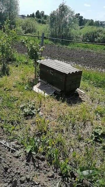 Залетел рой в улей