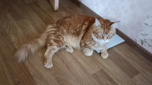 Пришёл очередной день взвешиваться, а я так расстраиваюсь когда вдруг теряю граммы мяуу